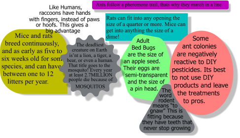 Rats can fit into any opening the size of a quarter or more. Mice can get into anything the size of a dime! Mice and rats breed continuously, and as early as five to six weeks old for some species, and can have between one to 12 litters per year.  Adult Bed Bugs are the size of an apple seed. Their eggs are semi-transparent and the size of a pin head. Some ant colonies are negatively reactive to DIY pesticides. Its best to not use DIY products and leave the treatments to pros. The deadliest  creature on Earth is’nt a lion, a tiger, a bear, or even a human. That title goes to the mosquito! Every year at least 2.7MILLION people die because of  MOSQUITOS Ants follow a pheromone trail, thats why they march in a line Like Humans, raccoons have hands with fingers, instead of paws  or hoofs. This gives a big advantage The  word rodent means “to gnaw” This is fitting because  they have teeth that never stop growing