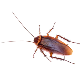 Cockroach