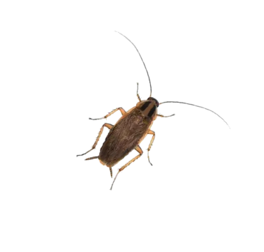 Roach