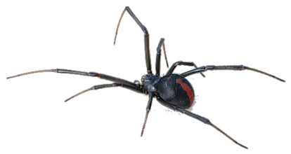 Black Widow Spider